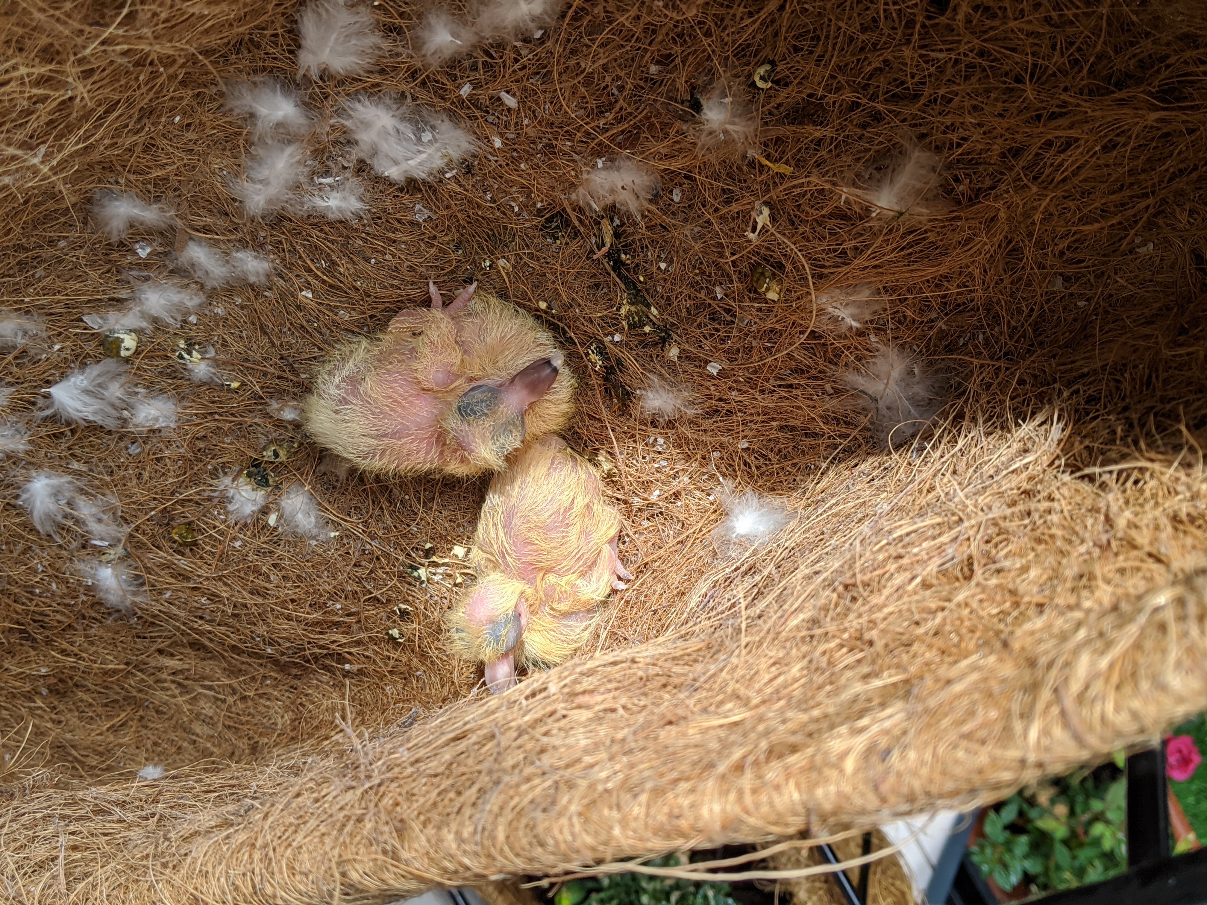 Baby pigeons born in the hanging plant baskets in the balcony
