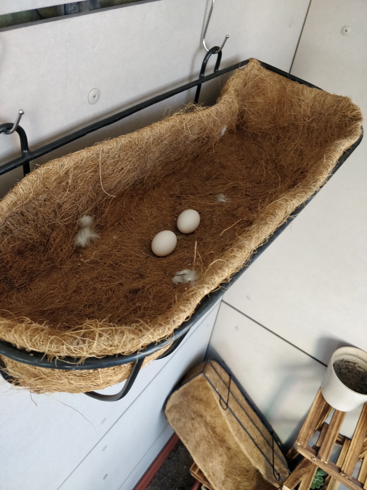 Baby pigeons born in the hanging plant baskets in the balcony